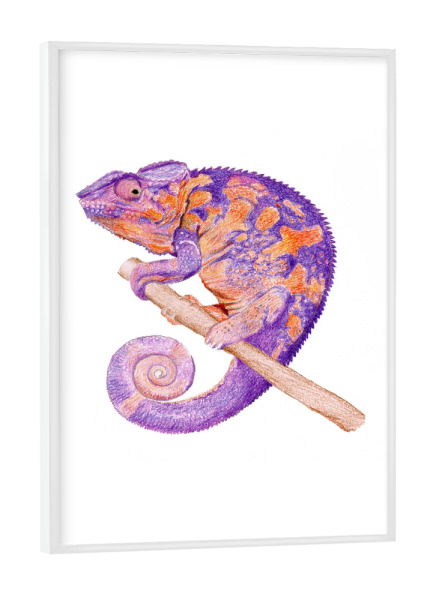 Poster mit weißem Rahmen "Orange-lila Chamäleon" artboxONE - Tiere - Chamäleon,Tier,Animal,Tierportrait,Urwald,Tropisch,Tropical