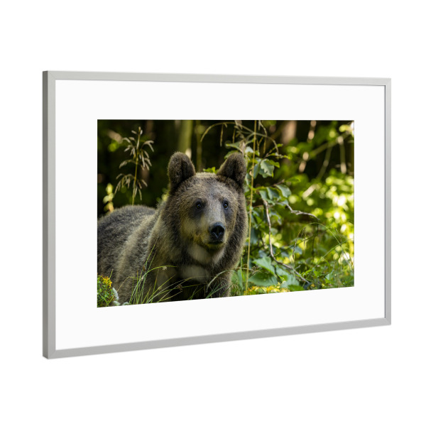 Poster mit Rahmen Silber "Porträt eines Braunbären" artboxONE - Natur,Tiere - Braunbär,Bär,Grizzly,Wildlife,Gefahr,Porträt,Gesicht,Rumänien,Karpaten