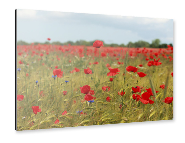 Alu-Dibond "Mohnblumenfeld bei Stralsund" 30x20 cm artboxONE