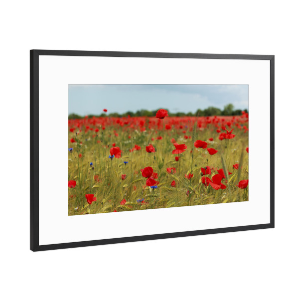 Poster mit Rahmen Schwarz (Metallic) "Mohnblumenfeld bei Stralsund" artboxONE - Natur,Reise,Floral