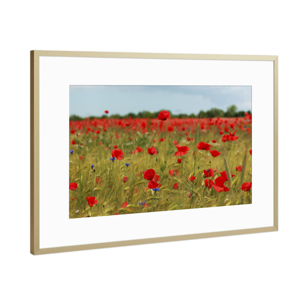 Poster mit Rahmen Gold "Mohnblumenfeld bei Stralsund" artboxONE - Natur,Reise,Floral