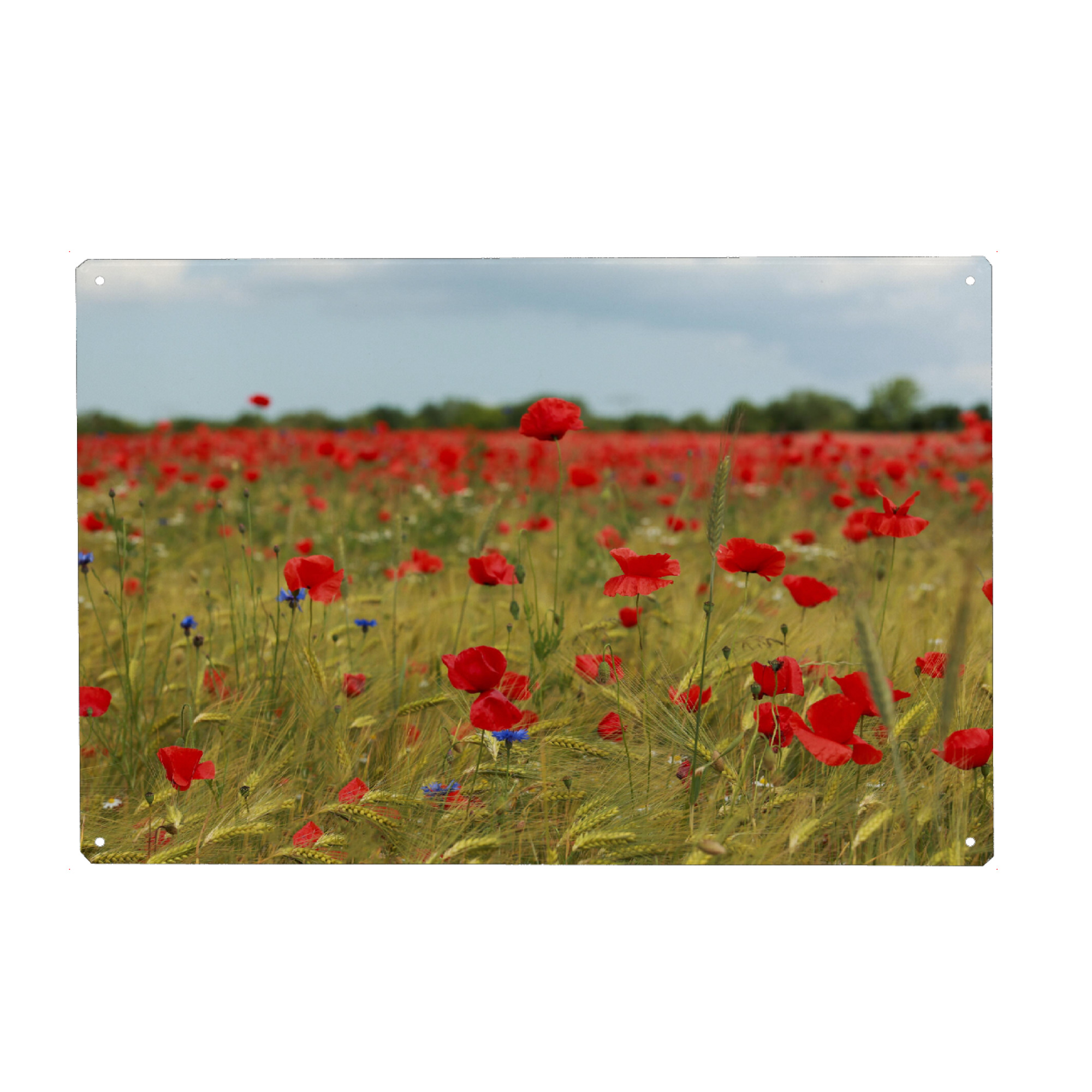 Holzbild "Mohnblumenfeld bei Stralsund" artboxONE - Natur,Reise,Floral