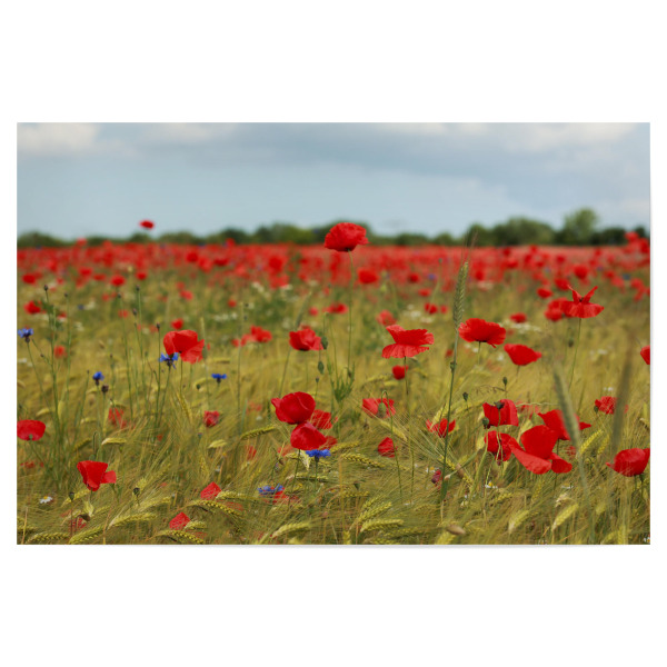 Poster "Mohnblumenfeld bei Stralsund" artboxONE - Natur,Reise,Floral