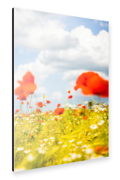 Alu-Dibond "Leuchtendes Mohnblumenfeld" 30x20 cm artboxONE