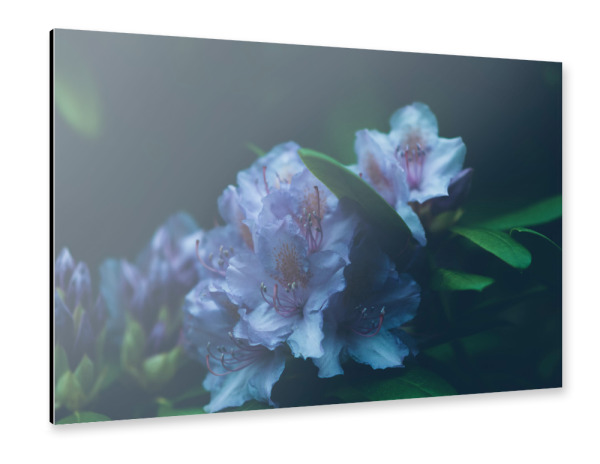 Alu-Dibond "Blaue Hortensie" 30x20 cm artboxONE