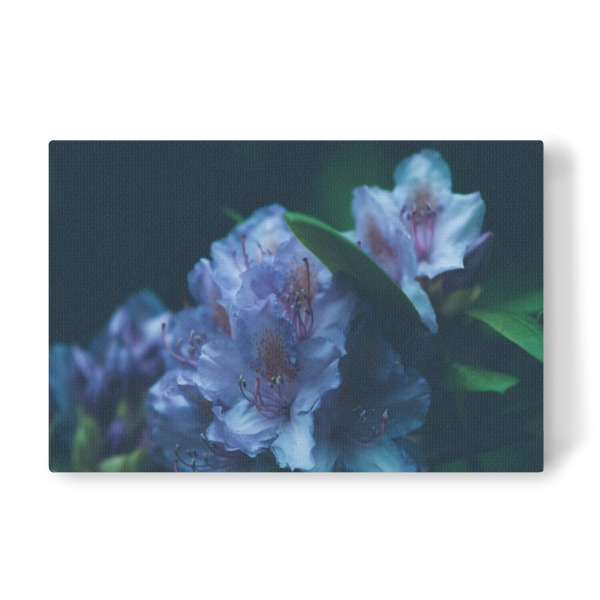 Leinwandbild "Blaue Hortensie" artboxONE - Natur,Floral