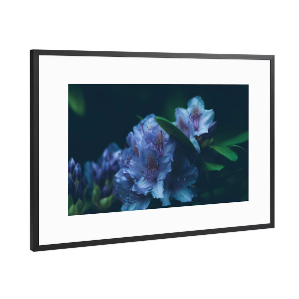 Poster mit Rahmen Schwarz (Metallic) "Blaue Hortensie" artboxONE - Natur,Floral