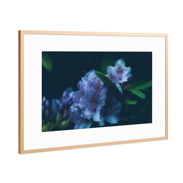 Poster mit Rahmen Kupfer "Blaue Hortensie" artboxONE - Natur,Floral