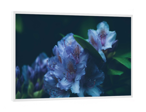 Poster mit weißem Rahmen "Blaue Hortensie" artboxONE - Natur,Floral
