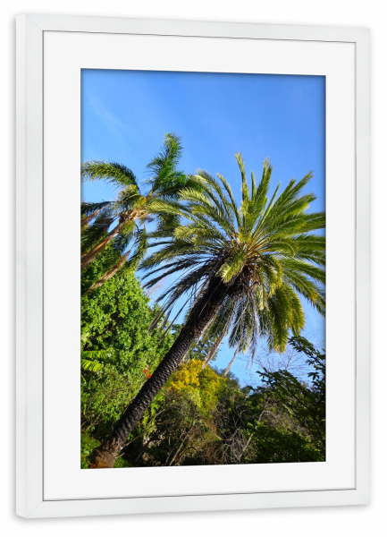 Poster mit Rahmen weiß "Zwei Palmen" artboxONE - Natur,Reise,Floral,Reise / Afrika,Reise / Asien