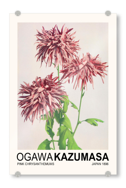 Acrylglasbild "Chrysanthemums - Ogawa Kazumasa" artboxONE - Floral - Flower,Flowers,Floral,Japan,Japanese,Asian,Japandi,Scandi,Ogawa kazumasa
