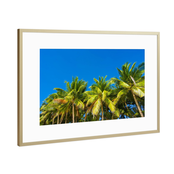 Poster mit Rahmen Gold "Kokospalmen" artboxONE - Natur,Reise