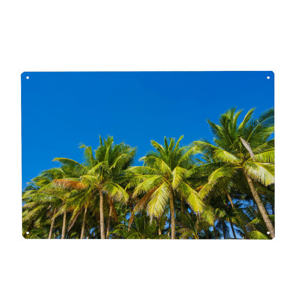 Metall Poster "Kokospalmen" artboxONE - Natur,Reise