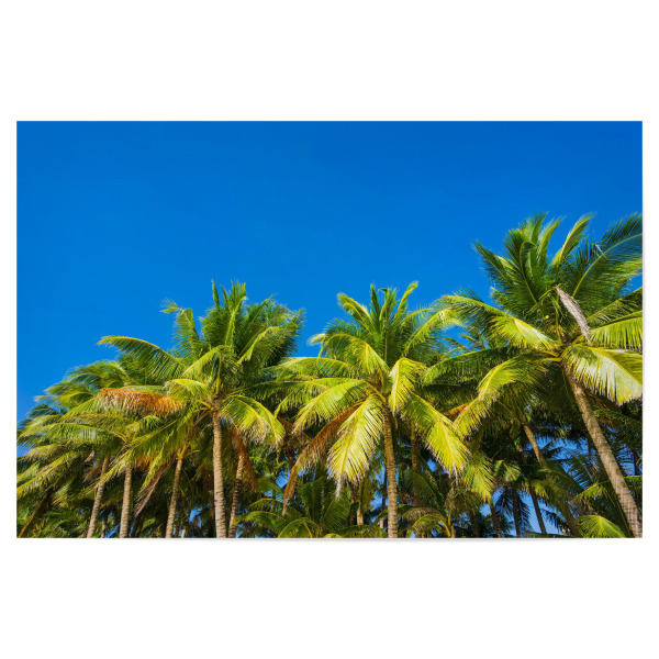 Poster 30x20 cm "Kokospalmen" artboxONE - Natur,Reise