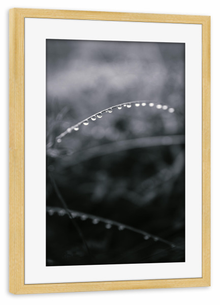 Poster mit Rahmen kiefer "Grashalm mit Regentropfen" artboxONE - Natur,Reise,Abstrakt