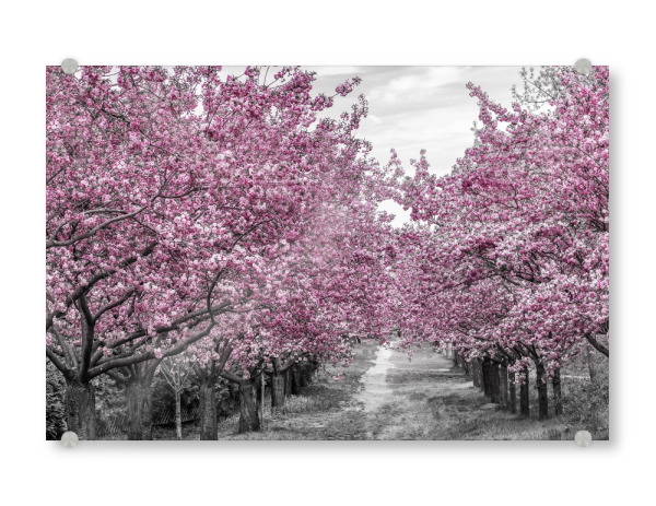 Acrylglasbild "Kirschblütenallee" artboxONE - Natur
