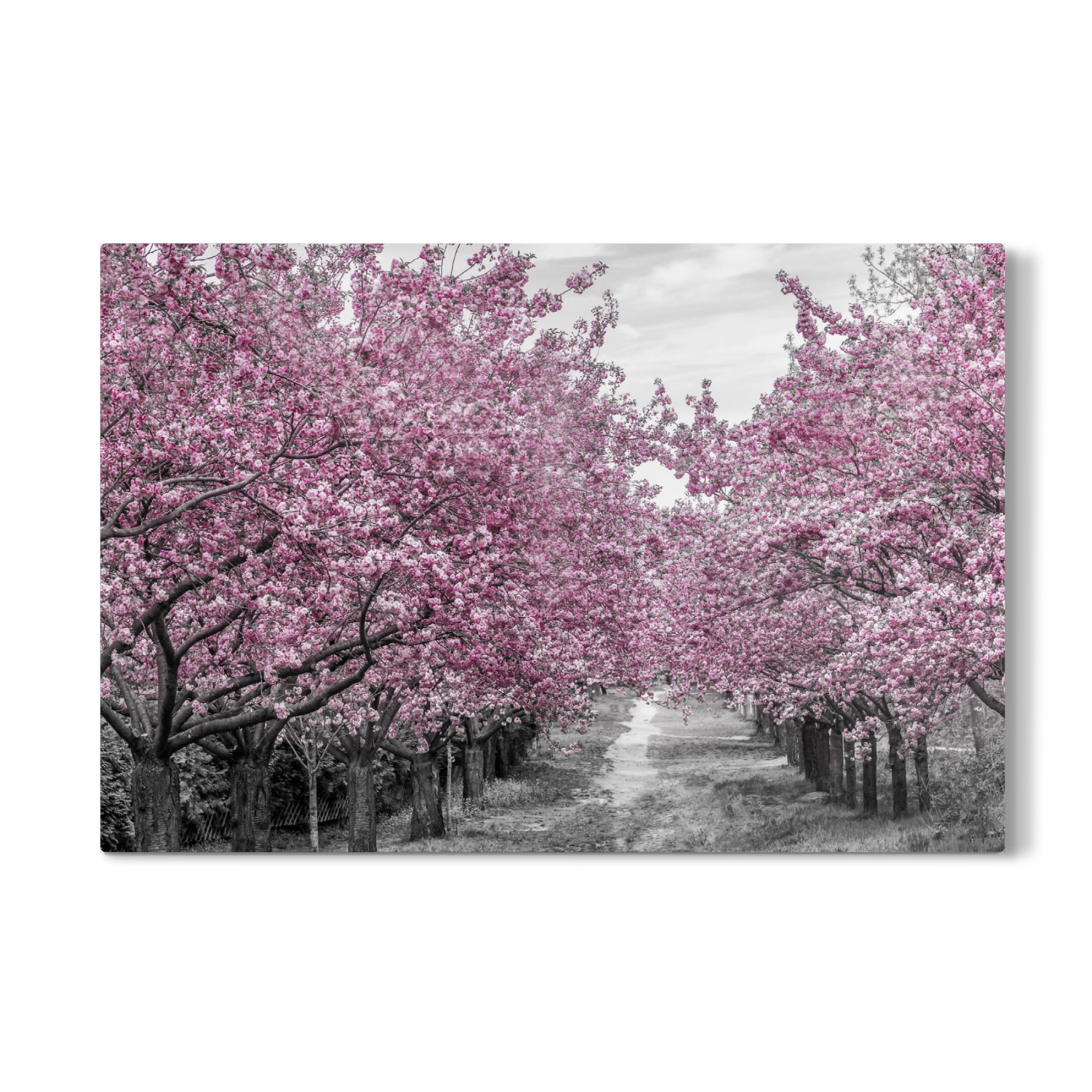Galerie-Print "Kirschblütenallee" 30x20 cm artboxONE