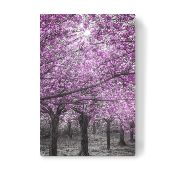 Leinwandbild "Kirschblüten im Sonnenlicht" artboxONE - Natur
