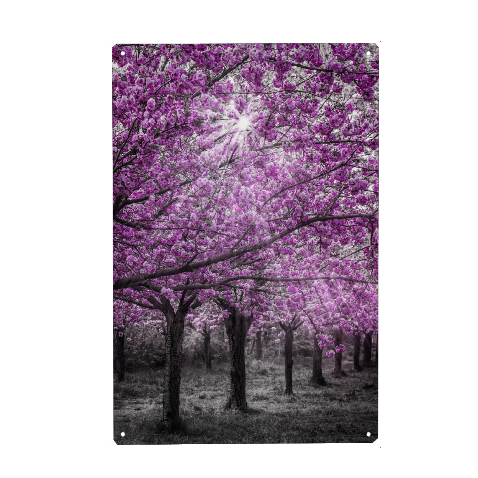 Holzbild "Kirschblüten im Sonnenlicht" artboxONE - Natur