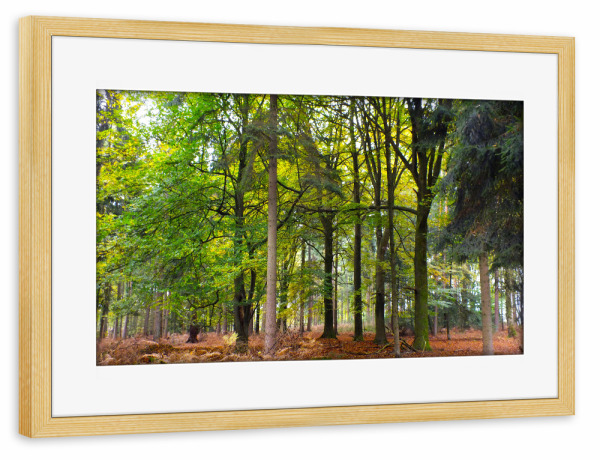 Poster mit Rahmen kiefer "Herbstfarben im Wald" artboxONE - Natur,Floral