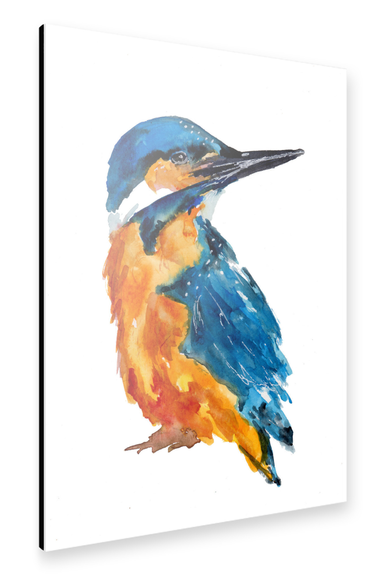Alu-Dibond "Kleiner Eisvogel" 75x50 cm artboxONE