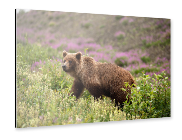 Alu-Dibond "Grizzlybär in Kanada" 30x20 cm artboxONE