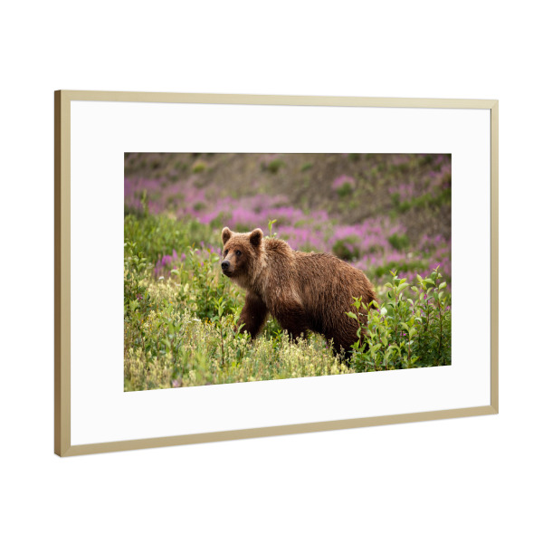 Poster mit Rahmen Gold "Grizzlybär in Kanada" artboxONE - Natur,Tiere - Bär,Grizzly,Braunbär,Grizzlybär,Alaska,Kanada,Wildlife,Nordamerika,Natur
