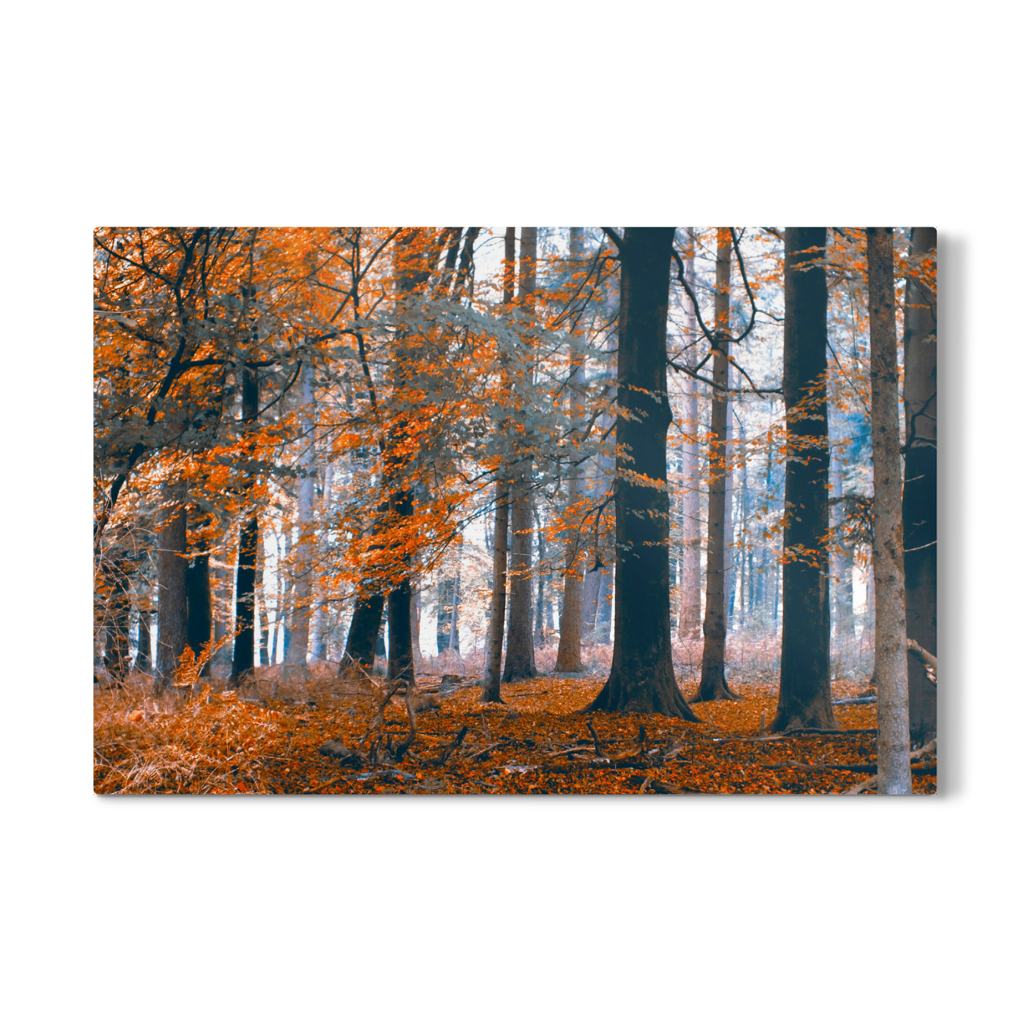 Galerie-Print "Herbstwald in orange" 75x50 cm artboxONE
