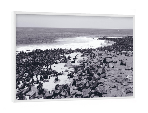 Poster mit weißem Rahmen "Cape Cross in Namibia" artboxONE - Natur,Schwarzweiß,Reise / Strand und Meer,Reise / Afrika,Reise / Länder