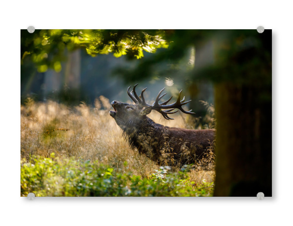 Acrylglasbild "Hirsch im Wald" artboxONE - Natur,Tiere - Hirsch,Brunft,Hirschbrunft,Rotwild,Wald,Wildtier,Wildlife,Tier,Natur
