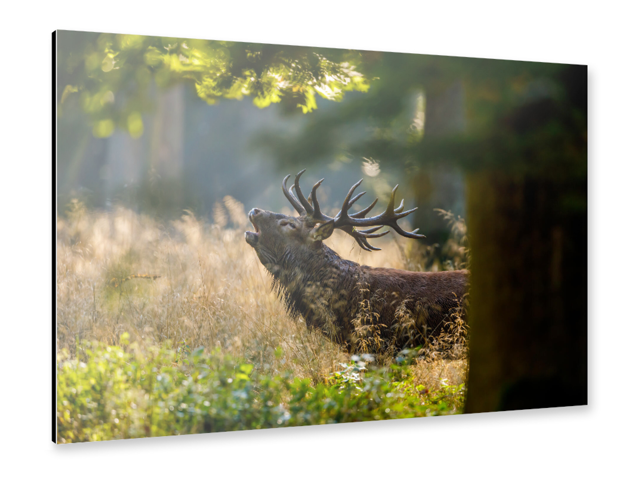 Alu-Dibond "Hirsch im Wald" 30x20 cm artboxONE