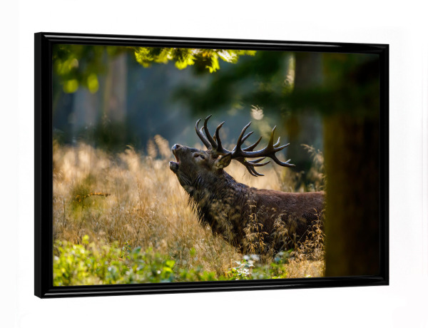 Poster mit schwarzem Rahmen "Hirsch im Wald" artboxONE - Natur,Tiere - Hirsch,Brunft,Hirschbrunft,Rotwild,Wald,Wildtier,Wildlife,Tier,Natur