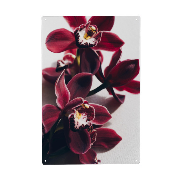 Metall Poster "Delicate Orchid" artboxONE - Floral - Orchidee,Blumen,Zart,Feminin - Blechschild