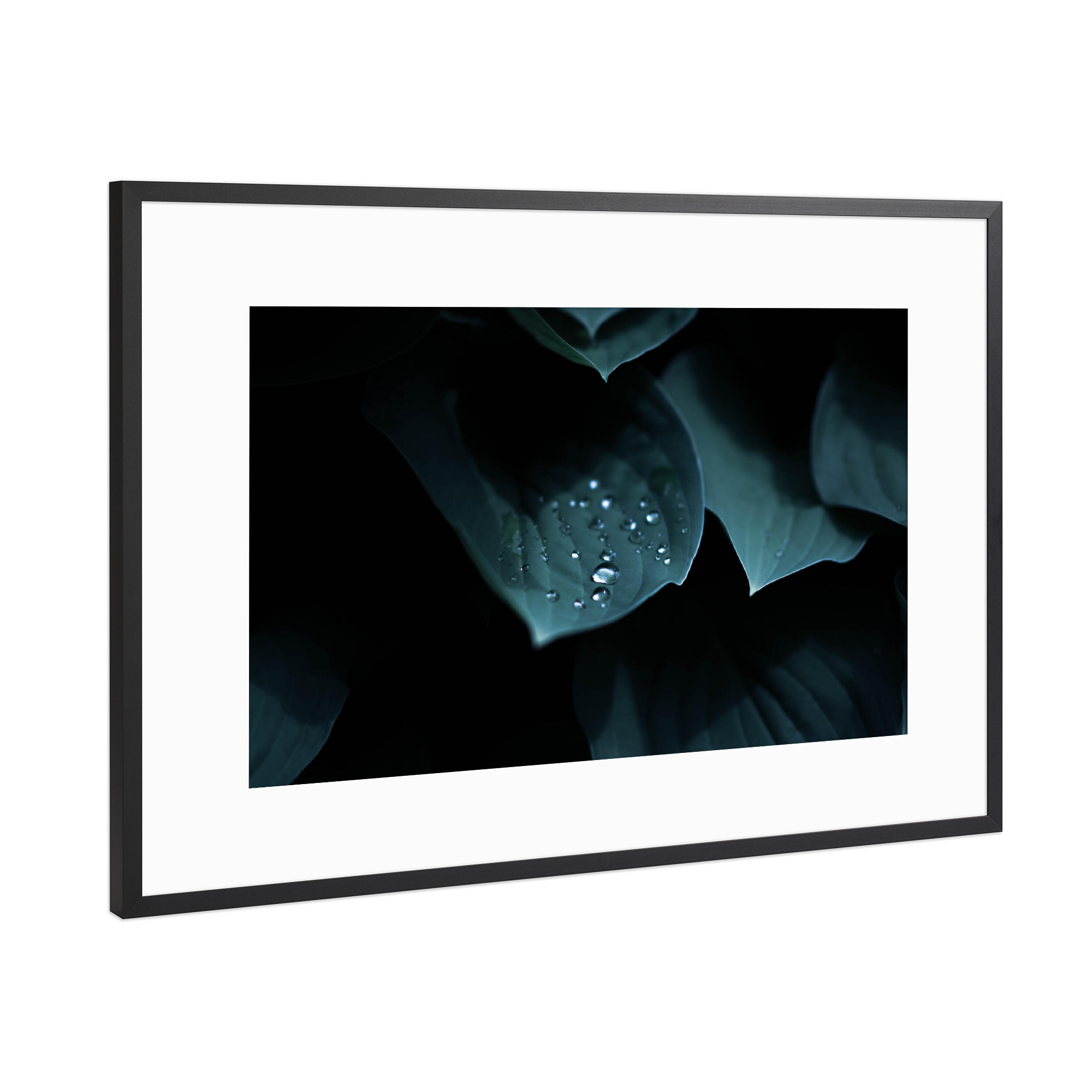 Poster mit Rahmen Schwarz (Metallic) "Wassertropfen auf Blättern" artboxONE - Natur,Floral
