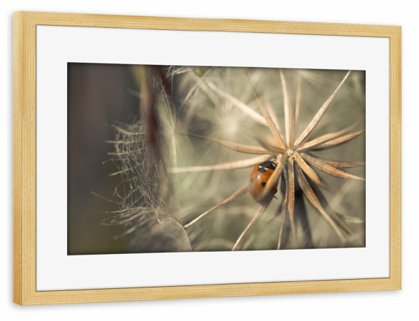 Poster mit Rahmen kiefer "Refugium" artboxONE - Natur,Floral,Tiere,Für Mama