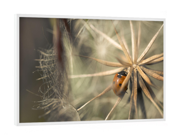 Poster mit weißem Rahmen "Refugium" artboxONE - Natur,Floral,Tiere,Für Mama