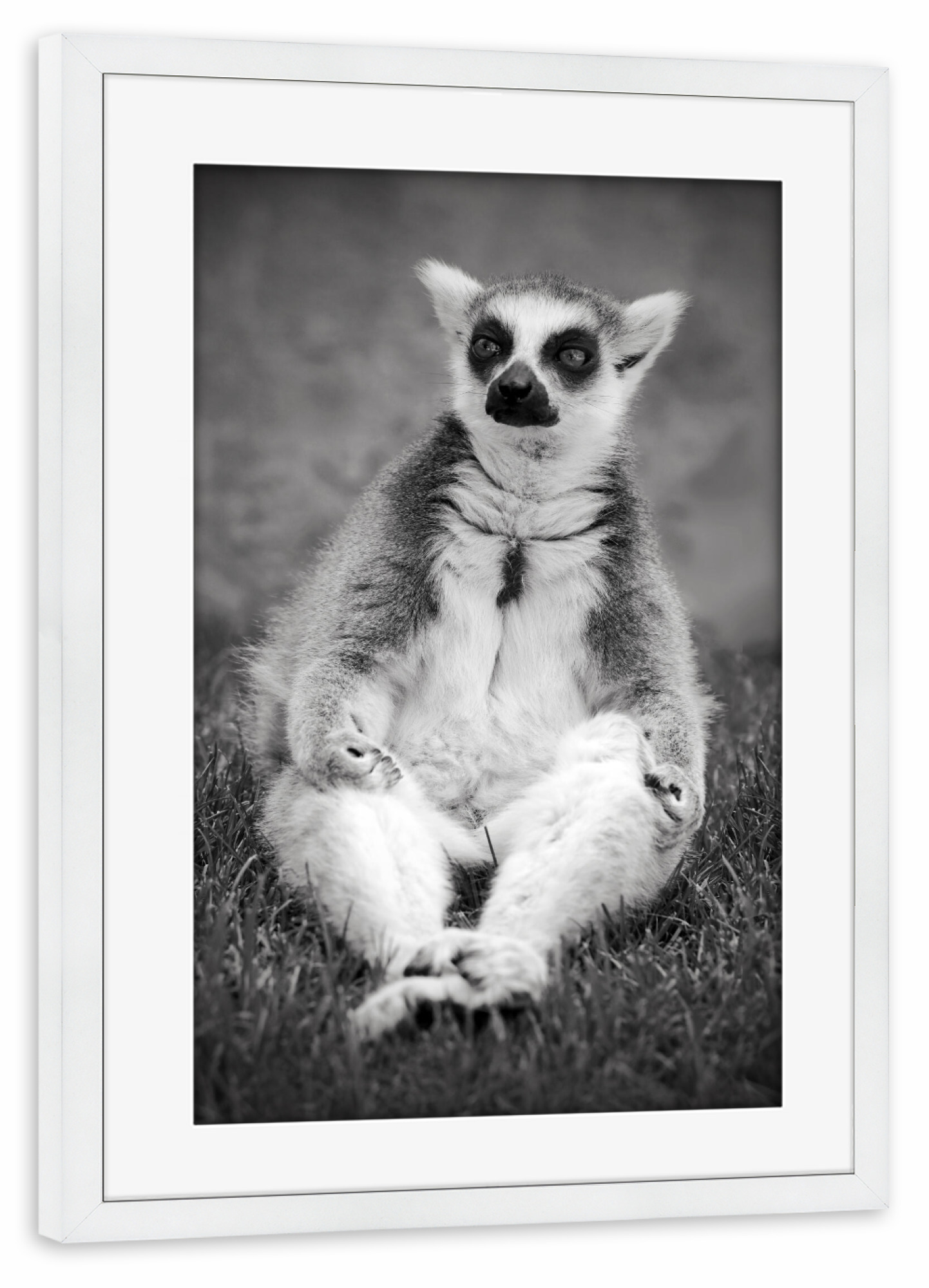 Poster mit Rahmen weiß "Yoga Katta Lemur" artboxONE - Tiere,Schwarzweiß,Lustig