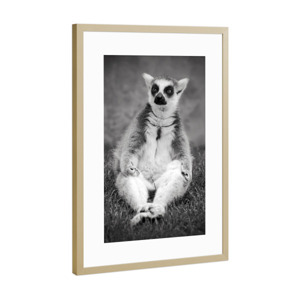Poster mit Rahmen Gold "Yoga Katta Lemur" artboxONE - Tiere,Schwarzweiß,Lustig