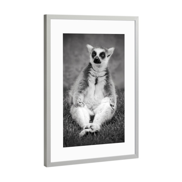 Poster mit Rahmen Silber "Yoga Katta Lemur" artboxONE - Tiere,Schwarzweiß,Lustig