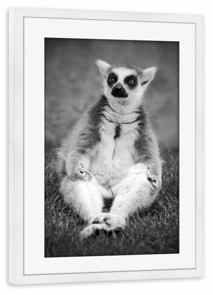 Poster mit Rahmen weiß "Yoga Katta Lemur" artboxONE - Tiere,Schwarzweiß,Lustig