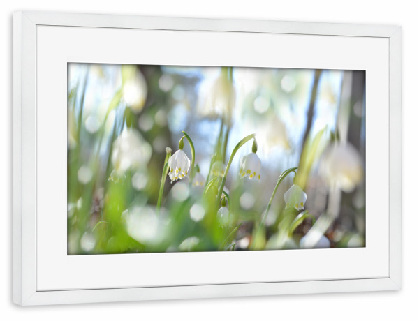 Poster mit Rahmen weiß "Märzenbecher" artboxONE - Natur,Floral - Frühling,Märzenbecher