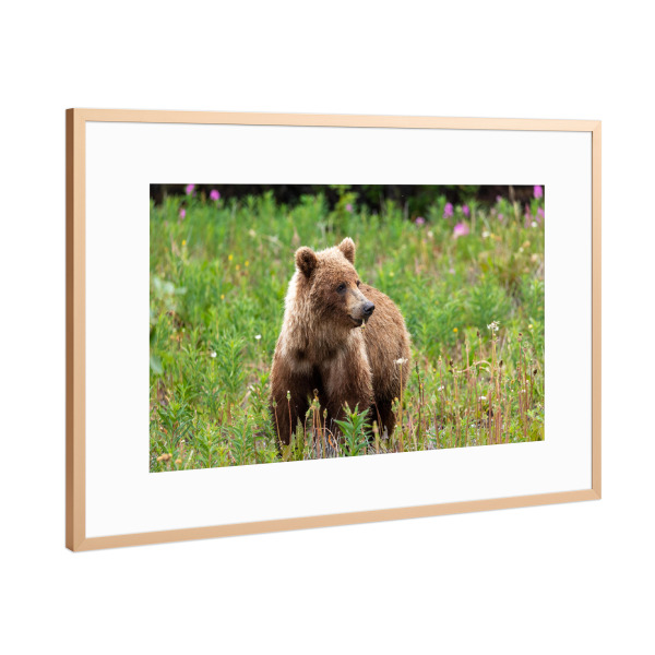 Poster mit Rahmen Kupfer "Wilder Grizzly in Alaska" artboxONE - Natur,Tiere