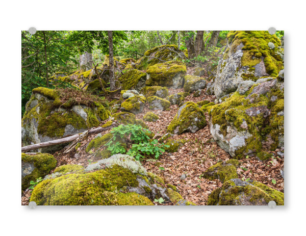 Acrylglasbild "Wald, Felsen, Moos" artboxONE - Natur,Reise,Reise / Länder