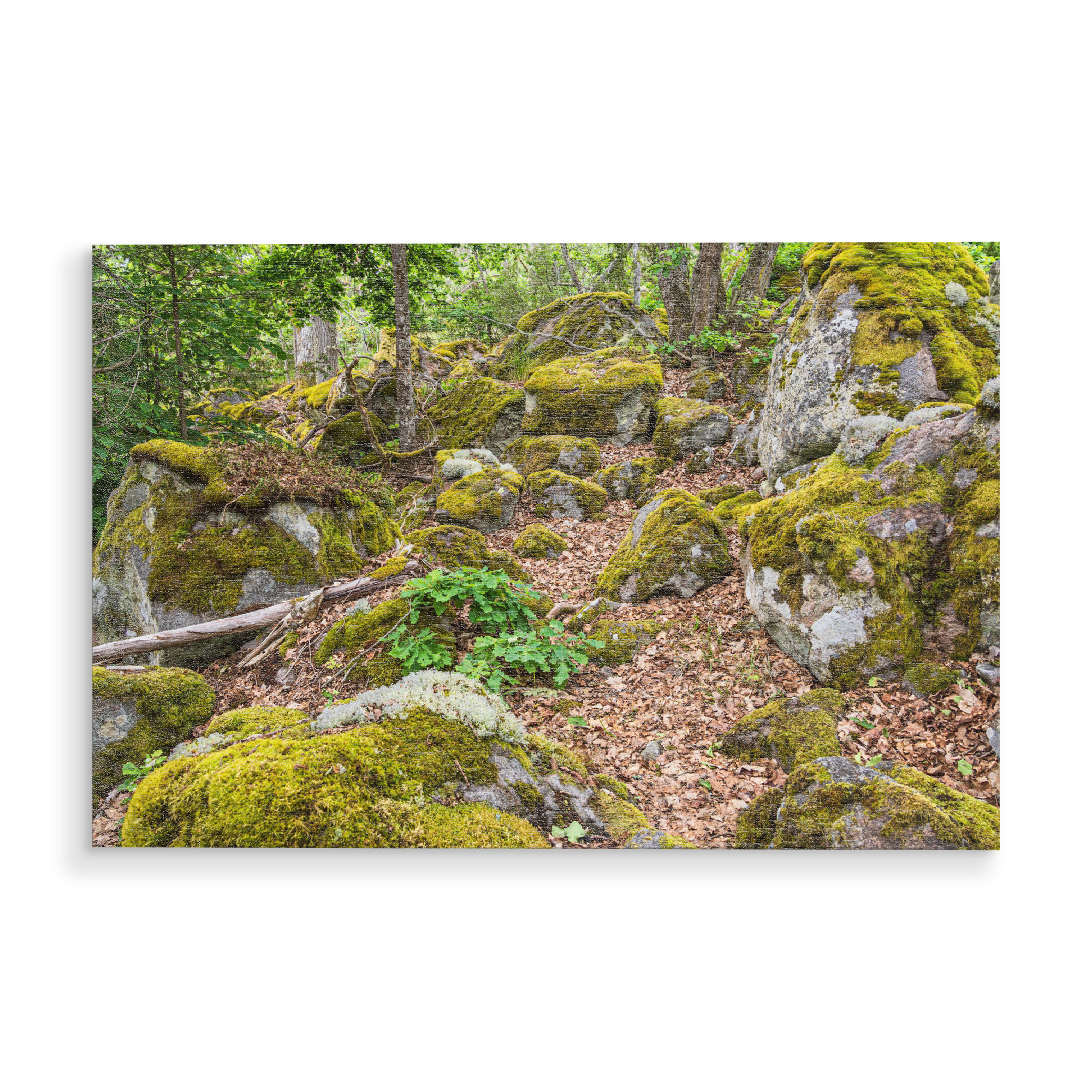 Holzbild "Wald, Felsen, Moos" artboxONE - Natur,Reise,Reise / Länder