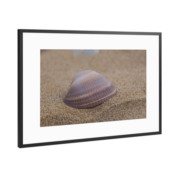 Poster mit Rahmen Schwarz (Metallic) "Muschel am Strand" artboxONE - Natur,Reise - Muschel,Strand