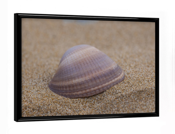 Poster mit schwarzem Rahmen "Muschel am Strand" artboxONE - Natur,Reise - Muschel,Strand