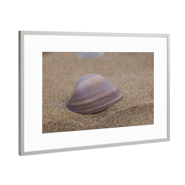 Poster mit Rahmen Silber "Muschel am Strand" artboxONE - Natur,Reise - Muschel,Strand