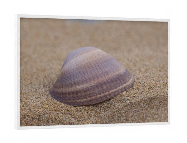 Poster mit weißem Rahmen "Muschel am Strand" artboxONE - Natur,Reise - Muschel,Strand