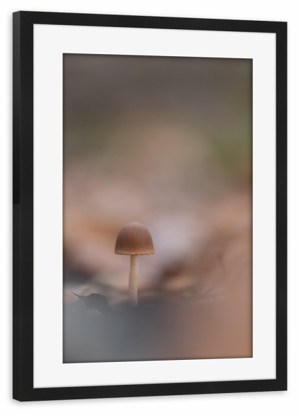 Poster mit Rahmen schwarz "Waldpilz" artboxONE - Natur