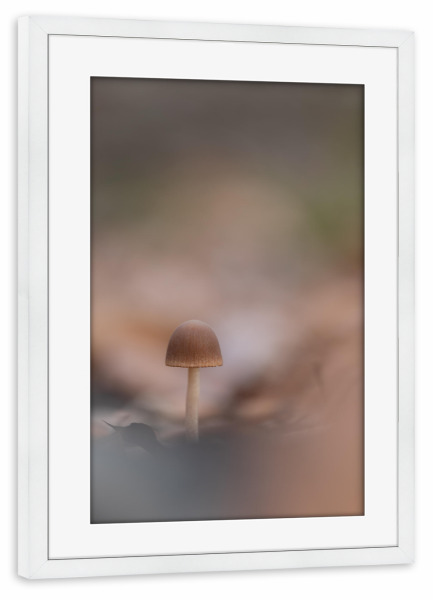 Poster mit Rahmen weiß "Waldpilz" artboxONE - Natur